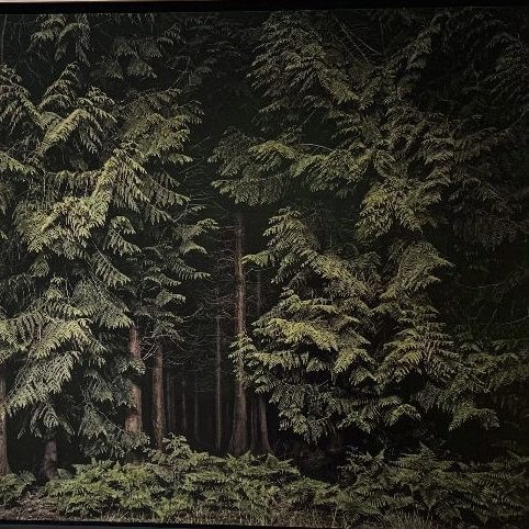 Jasper Goodall, Twilight's Path 001 - Cedars, 2019 Courtesy of MMX Gallery