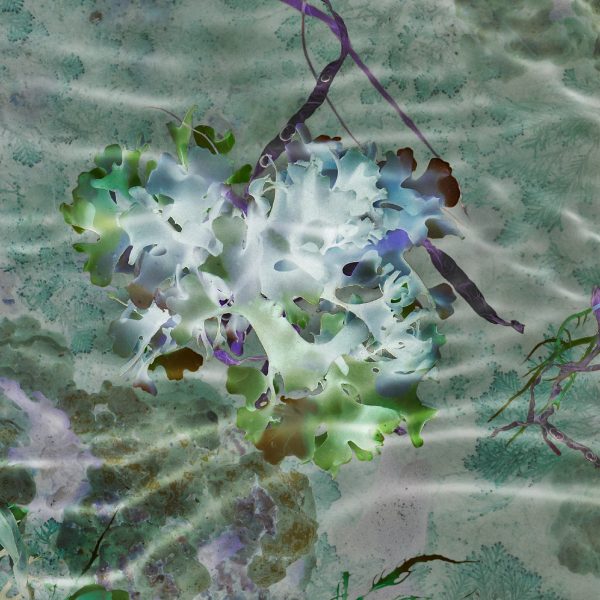 Susan Derges, Ocean Flowers 3 [Detail], 2019. Courtesy of Purdy Hicks Gallery
